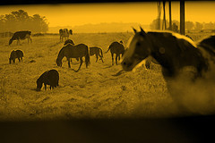 Horses