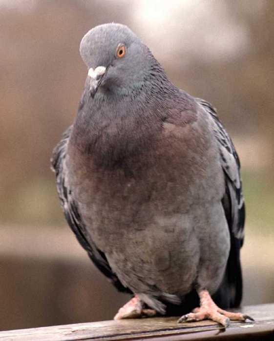 Peter_the_pigeon