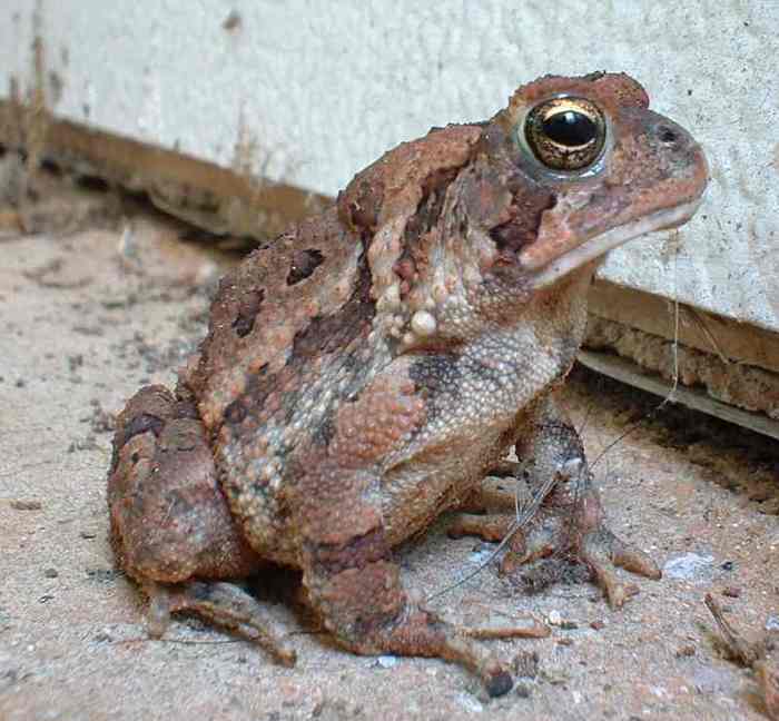 Terry_the_toad