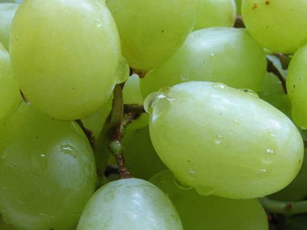 Grapes