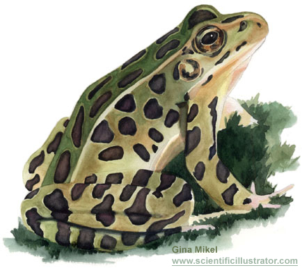 Fenella_the_frog