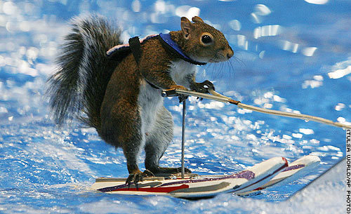 01_squirrel_ap