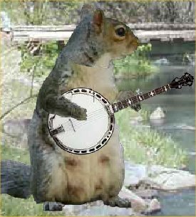 Squirrel-vs-penguin