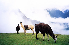 Horses