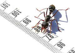 Ants