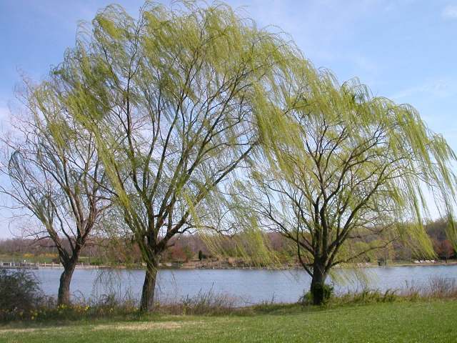Willows