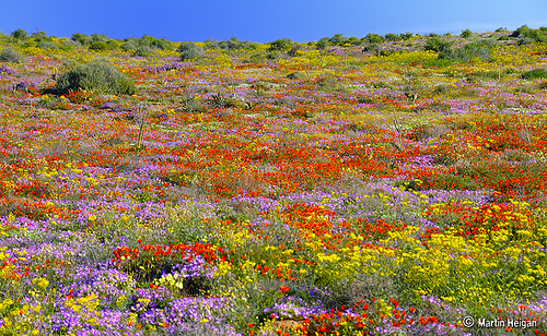 Wildflower
