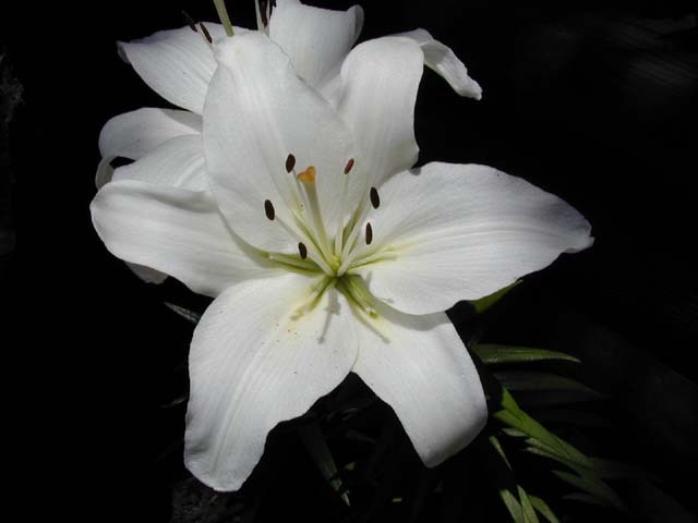 White_lily__good_