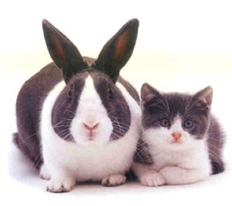 Cat_coincidence