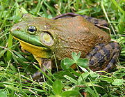 180px-north-american-bullfrog1