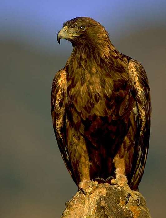 Golden_eagle