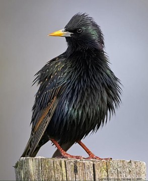 European_starling-angry