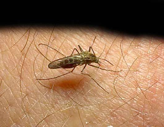 Apgb_malaria5_051028_ssh