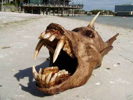Tampa-sea-monster-1