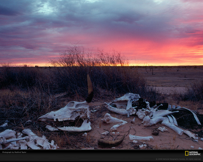 Animal-bones-desert-taylor-469575-xl