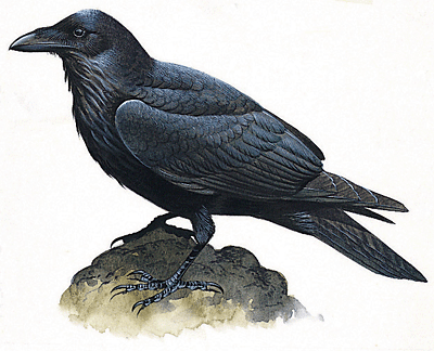 Raven-info0