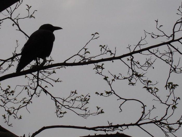 The_raven