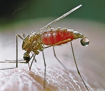 Malaria_20mosquito