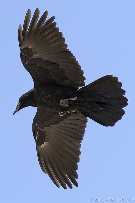 Raven_1781