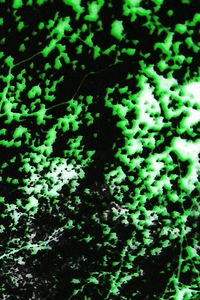 The_prospect_trees__2_catalog
