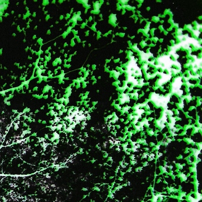 The_prospect_trees__2_square