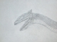 pencil, by Jared