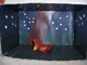 Cardinal at Night, by Alec
