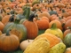 Pumpkins at Ellms farm!