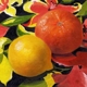 Lemon and Orange