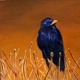 Blackbird