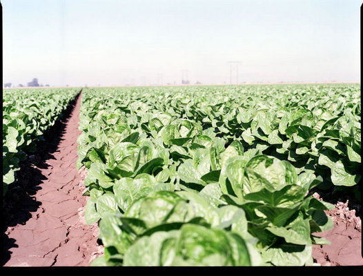 Romaine_large