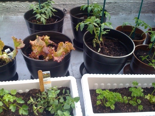 Photo-10_large