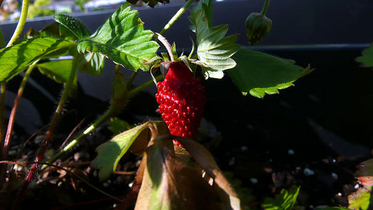 P1010259_large