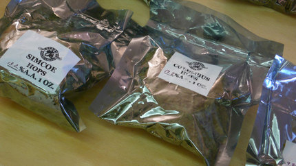 Hops_medium