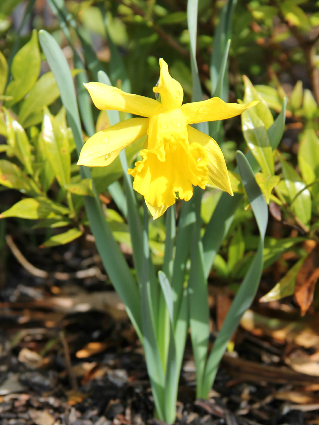 spring daffodil