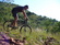 Scott Scale 40