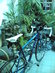 De Rosa King
