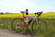 Trek Pilot 5.0