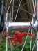 Surly Cross-Check