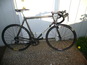 Ibis-37_thumb_wide