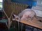000_0042_thumb_wide