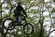 Norco Team NS