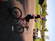 Schwinn Fastback Comp