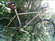 Parkpre Pro 825