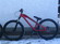 Santa Cruz Jackal
