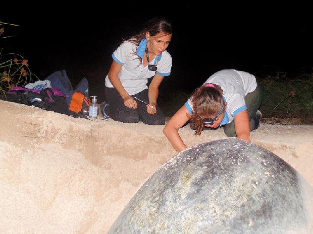 "Tartarugadas", na maioria das vezes, são feitas durante a madrugada. "Tartarugadas", na maioria das vezes, são feitas durante a madrugada.