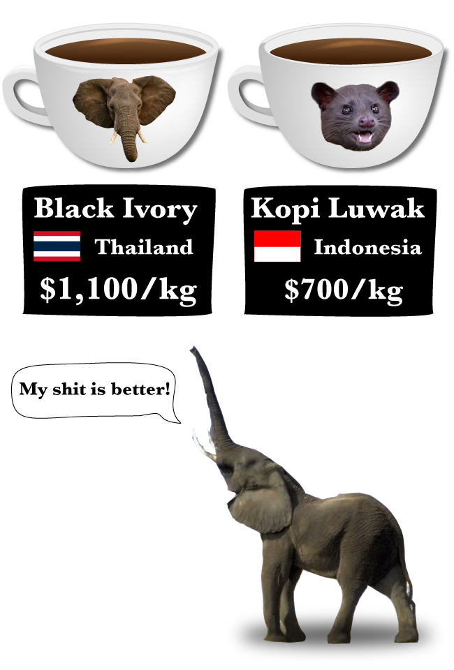 Elephant poop coffee is the world's most expensive coffee now I Love
