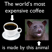 kopi