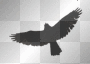 Crow