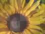 Sunflower Background Sunflower Background